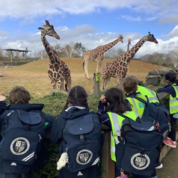 ColchesterZoo2